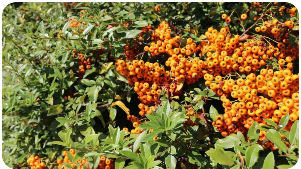 a bush full of orange berries on the side of the road.