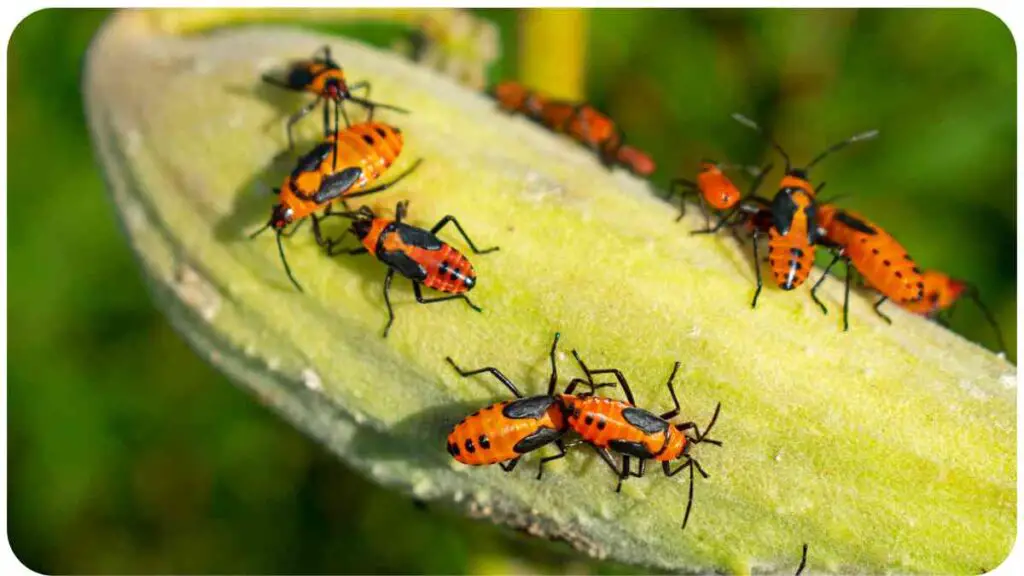 a group of bugs on a plant